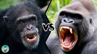 CHIMPANZEE VS GORILLA  Which ape will win in a fight [upl. by Yentihw]