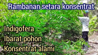 Pohon indigofera Tinggi Protein Agar Kambing Cepat Gemuk  Bank Pakan Ternak [upl. by Rosalia]