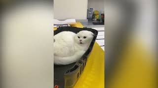 Screaming Cat At Vet Original Meme Template [upl. by Neirad183]