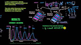 Ribosomal Subunits Exchange 173 and 174 [upl. by Ahsenhoj]