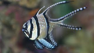 Facts The Banggai Cardinalfish [upl. by Dabbs137]