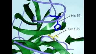 Chymotrypsin Mechanism of action of Chymptrypsin fully defined [upl. by Htebazie]