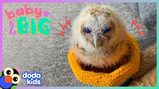 Owl Babies Learn To Fly For The First Time  Dodo Kids  Baby 2 Big [upl. by Abagail]