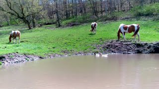 Nature  Two duckies swimming in the pond   horses  countrylife [upl. by Keiko127]