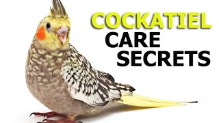 Cockatiel Care Secrets [upl. by Marina]