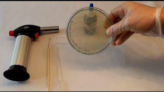 DIY BIO Identifying bacteria catalase test amp KOH preparation [upl. by Paulo]