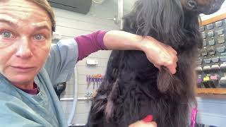 Gordon setter grooming  stripping the elbow [upl. by Orwin402]