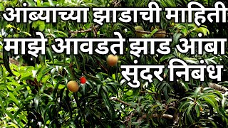 ambyachya zadachi mahiti  majhe avadte jhad nibandh  mango tree information in marathi  nibandh [upl. by Pierrepont]