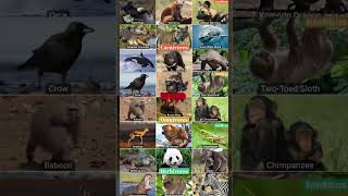 Carnivores vs Herbivores vs Omnivores animals carnivore herbivores omnivore [upl. by Alodie281]