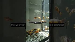 Tetra Fish feeding freshwaterfishtank shorts [upl. by Nwahs]