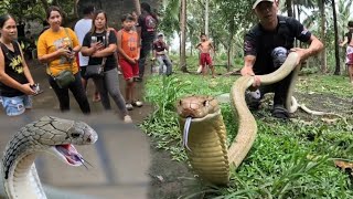 JUMBO KING COBRA UMAATAKI SA KABUKIRAN [upl. by Eberhart911]