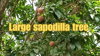 Large sapodilla tree [upl. by Enyawd562]