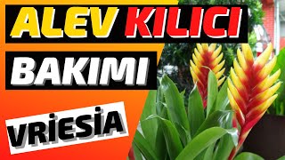 ALEV KILICI BAKIMI  VRİESİA [upl. by Katine]