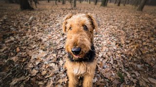 Airedale Terriers Training for Weight Pulling Contests [upl. by Lebana]