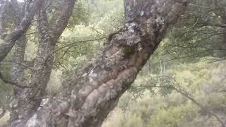 Entering a Cork Oak zone above Grazalema pueblo Andalusia Spain 7 September 2024 1309 [upl. by Rein883]