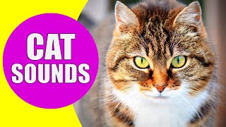 CAT MEOWING SOUNDS  Realistic Cat Sounds and Noises with Videos [upl. by Arelus]