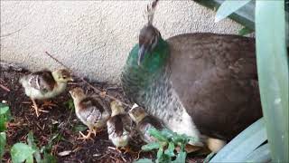 Peachick Hatching 3 [upl. by Dira]