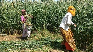 Indian Rajasthani village woman Manually Harvest Millet बाजरा By Hand  Millet grain [upl. by Aruasor]