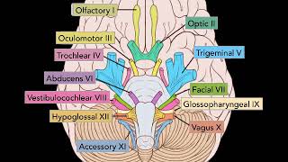 Nostalgia Admiterii la Medicina NERVII CRANIENI Biologie dupa manualul Editurii Corint [upl. by Aninotna]