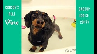 Crusoe the Dachshund Full Vine Backup 2013  2017 [upl. by Ynnelg286]