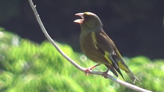 Greycapped Greenfinch  Chloris sinica  Voice and others from April to June 2024 [upl. by Notnek151]