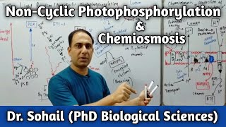 Non Cyclic Photophosphorylation  Chemiosmosis  Bioenergetics  11th Biology  MDCAT Biology [upl. by Berenice]