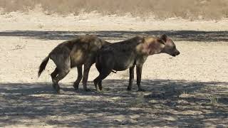 Injured howling Hyaena at Lijersdraai Water Hole [upl. by Stochmal978]