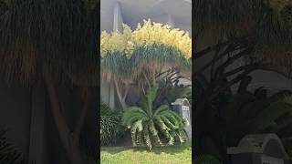 Pata de Elefante Beaucarnea Recurvata palmas viral naturales elefante jardin millonarios [upl. by Amato604]