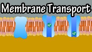 Cell Membrane Transport  Transport Across A Membrane  How Do Things Move Across A Cell Membrane [upl. by Parks]