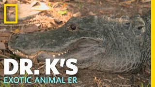 Jumping Into a Pool of Gators  Dr Ks Exotic Animal ER [upl. by Scrogan]