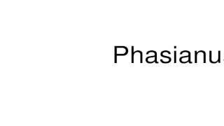 How to pronounce Phasianus [upl. by Durrett]