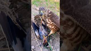 Bird Falcon Hunting birds hunting wildlife falcon eagle hawk shorts animals attack [upl. by Airbmat]