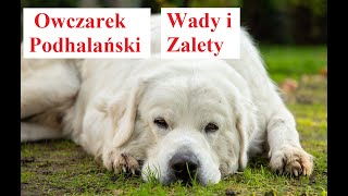 Owczarek PODHALAŃSKI  Wady i Zalety [upl. by Amuwkuhc]