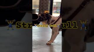 📛Strong Bite From Mastiff📛k9protection bitework guarddog k9 mastiff protectiondog attack [upl. by Marisa]