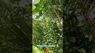 🌿பணத்தை அள்ளித் தரும் மருதாணி 🌿 ஐஸ்வர்யத்தை தரும் மருதாணி செடி 🌿 [upl. by Didier172]