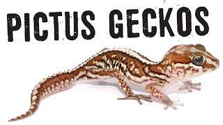 PICTUS GECKOS Care Guide [upl. by Scottie]