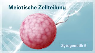 Zytogenetik 05 – Meiotische Zellteilung Meiose [upl. by Isolt725]