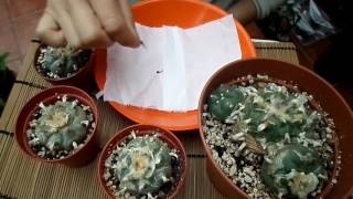 How to Harvest Cactus seed  Lophophora  The Peyote Cactus [upl. by Edgerton69]