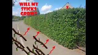 Planting Privet Hedge Plants 2019 from DirectGardeningcom [upl. by Aihtnys]