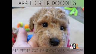 F1b Petite Goldendoodle Puppies [upl. by Muhcan]