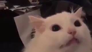 White cat screaming meme video [upl. by Edia596]