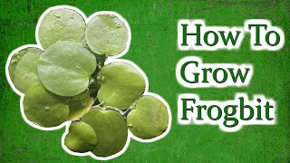 How To Grow Frogbit [upl. by Bigler]