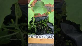 Cómo sembrar pepino cohombro huertaencasa abonoorganico materosreciclados [upl. by Dyson920]