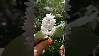 White Deutzia PlantFamily Of Hydrangea [upl. by Haissi]