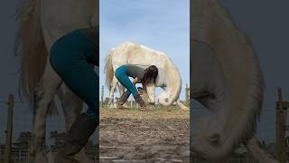 TEACHING MY HORSE TO BOW 🦄❤️ shorts love liberty pony horsemanship [upl. by Ycinuq796]