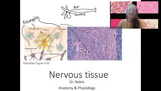 410 Nervous tissue [upl. by Vyner148]