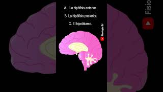 Repasa fisiología Endocrina  Preguntas y respuestas de la fisiología del sistema endocrino [upl. by Aicil691]