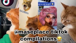 maseplace Tiktok compilation  cooter the talking cat  NEW VIDEOS✨ [upl. by Aggarwal]