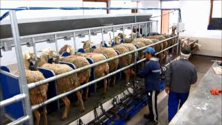 Milking sheep Delaval [upl. by Asilim745]