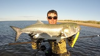 Gator Bluefish on Pencil Poppers 1015lb Montauk NY [upl. by Olds]